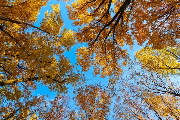 Quels sont les meilleurs conseils pour une expérience de camping dans les forêts du Canada ?